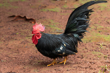 Galo Garnizé Nagasaki Preto