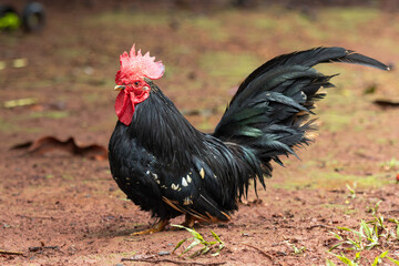 Galo Garniz&eacute; Nagasaki Preto