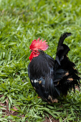 Galo Garnizé Nagasaki Preto