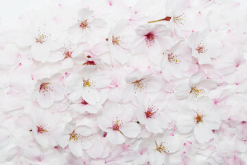 背景_桜_花びら