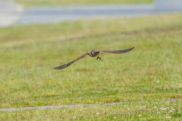 グリーンバックに獲物をつかんで飛ぶ繁殖期のチョウゲンボウ メス