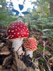 two red mushrooms with white spots, nestled among leaves and forest debris