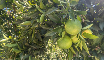 green oranges hanging on a tree amidst lush green leaves, illuminated by sunlight