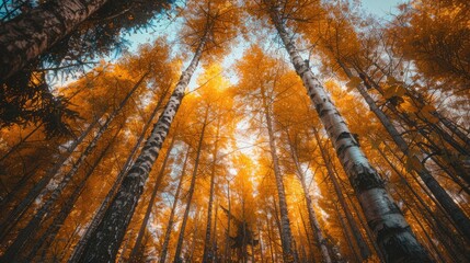 Beautiful forest during autumn with tall trees and yellow leaves.