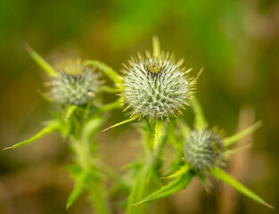 Small Thistle Blooms Grow In Summer