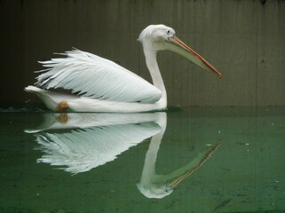 可愛いモモイロペリカン