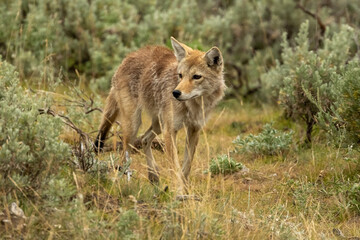 Obraz premium Something Grabs The Attention Of Coyote In Yellowstone