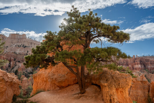 Small Pine Tree Standing At The Top Of Hoodoo