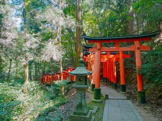 The vibrant red torii gates lead a path through the lush green forest, symbolizing spiritual passages and deep cultural traditions of Japan in a serene setting.