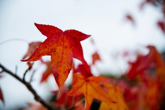 Fototapeta Zoom sur l'automne