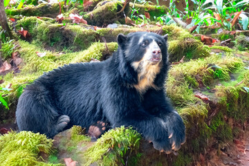 Spectacled bear (Tremarctos ornatus) in selective focus and depth blur.