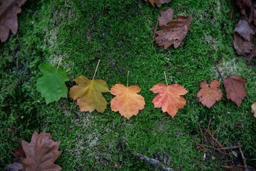 Automne