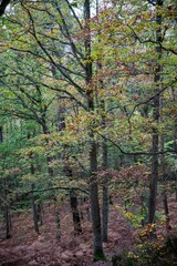 Entre les arbres