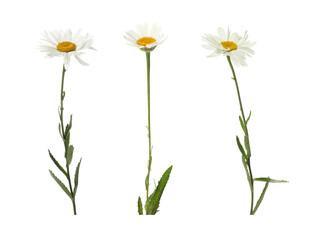 Beautiful daisy flower isolated on white, collage © New Africa