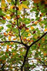 Branches en couleur