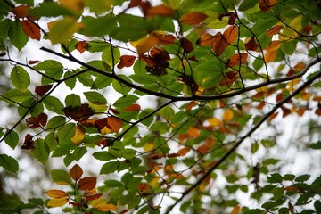 Dans les branches