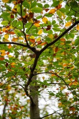 Automne en couleur