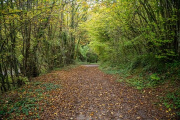 Foret sauvage