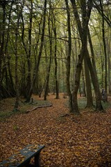 Nature calme