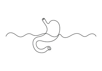 Stomach continuous one line drawing. Vector illustration minimalist human organ. Pro vector 