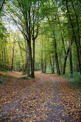 calme forestier