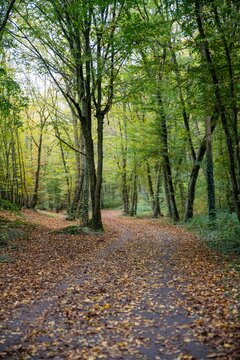 calme forestier