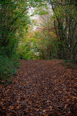 sentier forestier