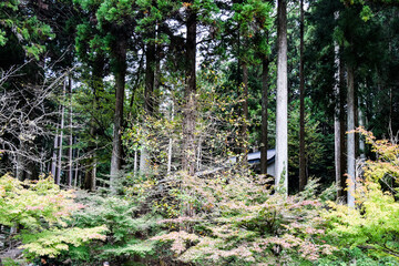 岐阜県・関市のモネの池を訪ねて