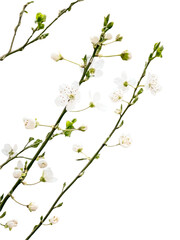 Flowering Rosaceae Branch with White Blossoms isolated on Transparent Background, Cherry or Plum Blooming on Tree Twig. Prunus plant, spring flowers, sakura buds.