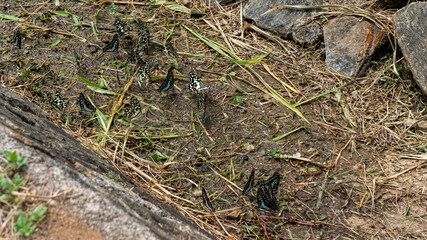 A Few Butterflies Suck Mud