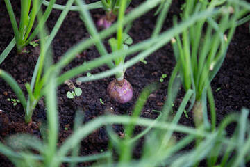 planting onion in the garden