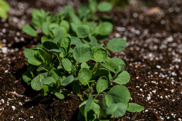 Brussels sprout seedlings grow in an organic vegetable garden