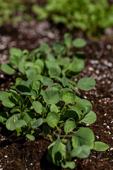 Brussels sprout seedlings grow in an organic vegetable garden