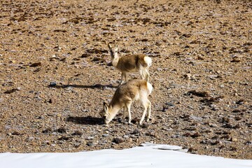 Two Tibetan gazelles grazing in the rocky terrain near Kamba, Shigatse, with a snowy patch in the foreground, capturing the serene wildlife of Tibet.