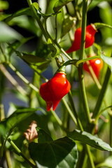 Sweet pepper drops grow in a organic vegetable garden