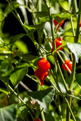 Sweet pepper drops grow in a organic vegetable garden