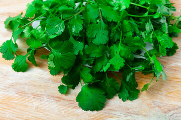 Fresh fragrant bunch of cilantro on a wooden surface, cooked for cooking. Close-up image