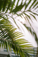 Palm tree leaves illuminated by direct sunlight, creating a dramatic and vibrant effect