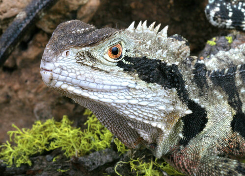 Australian Water Dragon (Physignathus lesueurrii).