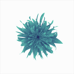 flower isolated on white