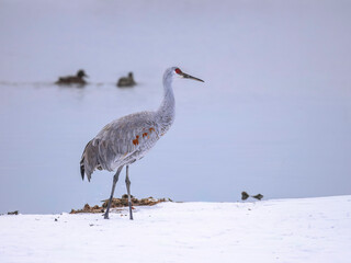 The sandhill crane(Antigone canadensis) in the snow, in Southern Ontario  Canada. Native American bird ,  a species of large crane of North America