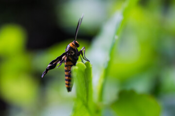 a striped wasp perched on a leaf