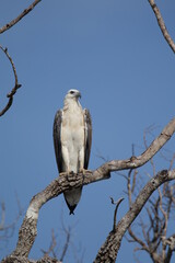 Sri Lankan Birds in Wilpattu National Park, Sri Lanka