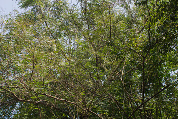 trees in the shady green yard
