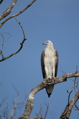 Sri Lankan Birds in Wilpattu National Park, Sri Lanka