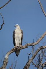 Sri Lankan Birds in Wilpattu National Park, Sri Lanka