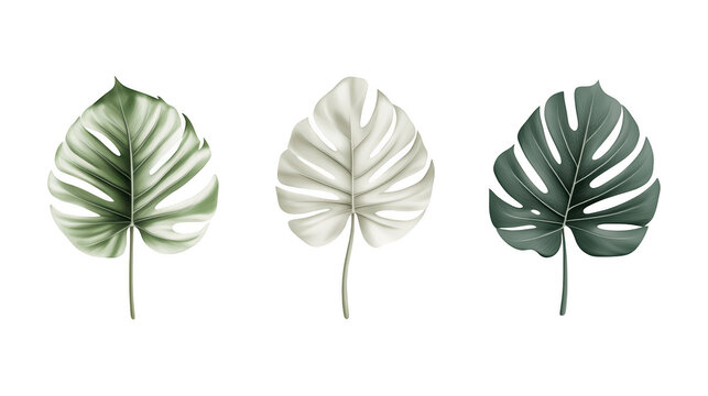 Set of intricately designed monstera leaves showcasing unique shades and textures, ideal for botany lovers and decor enthusiasts, isolated on transparent PNG background