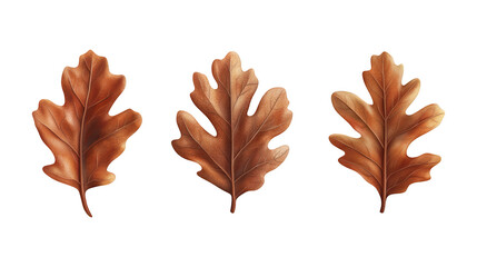 Obraz premium Set of oak leaves illustrating unique shapes and rich autumnal hues, ideal for nature-themed projects, isolated on transparent PNG background