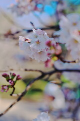 Obraz premium 春を感じる休日