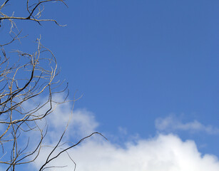 Brittle tree branches against a cloudy blue sky background